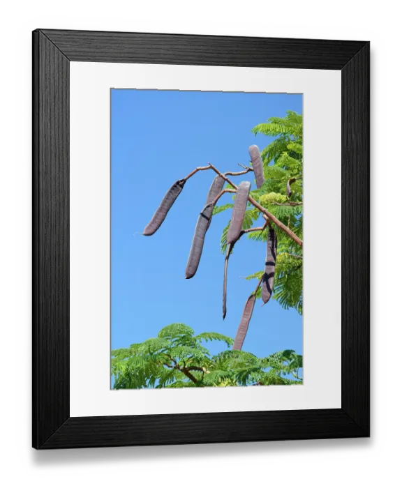 Framed Print : Royal poinciana / Flamboyant tree (Delonix regia) large seed pods, Fuerteventura, Canary Islands, September Framed Print : Royal poinciana / Flamboyant tree (Delonix regia) large seed pods, Fuerteventura, Canary Islands, September