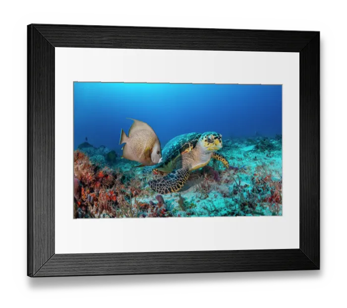 Framed Print : Hawksbill turtle (Eretmochelys imbricata) feeding on low-growing sponges, watching a loitering French angelfish (Pomacanthus paru), Yucatan Peninsula, Mexico, Caribbean Sea Framed Print : Hawksbill turtle (Eretmochelys imbricata) feeding on low-growing sponges, watching a loitering French angelfish (Pomacanthus paru), Yucatan Peninsula, Mexico, Caribbean Sea