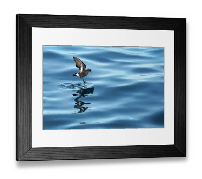 Framed Print : European storm-petrel (Hydrobates pelagicus) landing on calm sea, Portugal, Atlantic Ocean Framed Print : European storm-petrel (Hydrobates pelagicus) landing on calm sea, Portugal, Atlantic Ocean