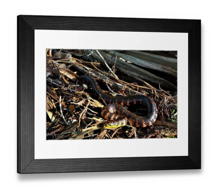 Framed Print : Red-bellied mudsnake (Farancia abacura) resting on leaf litter, Big Cypress National Preserve, Florida, USA. March Framed Print : Red-bellied mudsnake (Farancia abacura) resting on leaf litter, Big Cypress National Preserve, Florida, USA. March