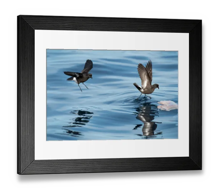 Framed Print : Two Wilson's storm petrels (Oceanites oceanicus) landing on water surface to feed, Portugal, Atlantic Ocean