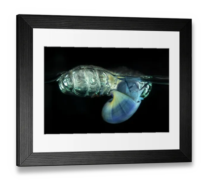 Framed Print : Violet sea-snail (Janthina janthina) hanging upside down under sea surface on a raft of mucous coated bubbles secreted by its foot, Portugal, Atlantic Ocean Framed Print : Violet sea-snail (Janthina janthina) hanging upside down under sea surface on a raft of mucous coated bubbles secreted by its foot, Portugal, Atlantic Ocean