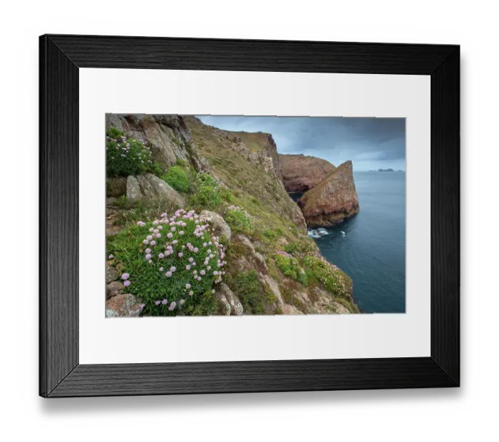 Framed Print : Wildflowers on coastal cliffs in summer in Berlengas Natural Reserve, a small archipelago off the coast of Peniche, Portugal. Islets of Farilhoes in background. May Framed Print : Wildflowers on coastal cliffs in summer in Berlengas Natural Reserve, a small archipelago off the coast of Peniche, Portugal. Islets of Farilhoes in background. May