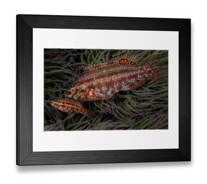 Framed Print : Emerald wrasse (Centrolabrus trutta) pair, male on right, portrait, Portugal, Atlantic Ocean Framed Print : Emerald wrasse (Centrolabrus trutta) pair, male on right, portrait, Portugal, Atlantic Ocean