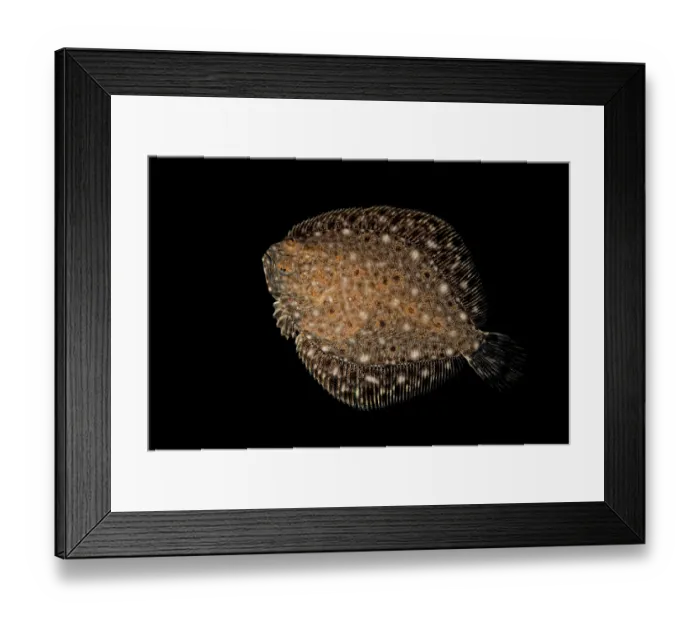 Framed Print : Brill (Scophthalmus rhombus) portrait, size 3cm, Portugal, Atlantic Ocean Framed Print : Brill (Scophthalmus rhombus) portrait, size 3cm, Portugal, Atlantic Ocean