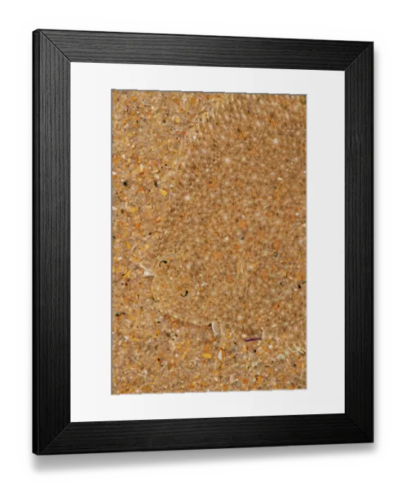 Framed Print : Brill (Scophthalmus rhombus) camouflaged on seabed, size 3cm, Portugal, Atlantic Ocean Framed Print : Brill (Scophthalmus rhombus) camouflaged on seabed, size 3cm, Portugal, Atlantic Ocean