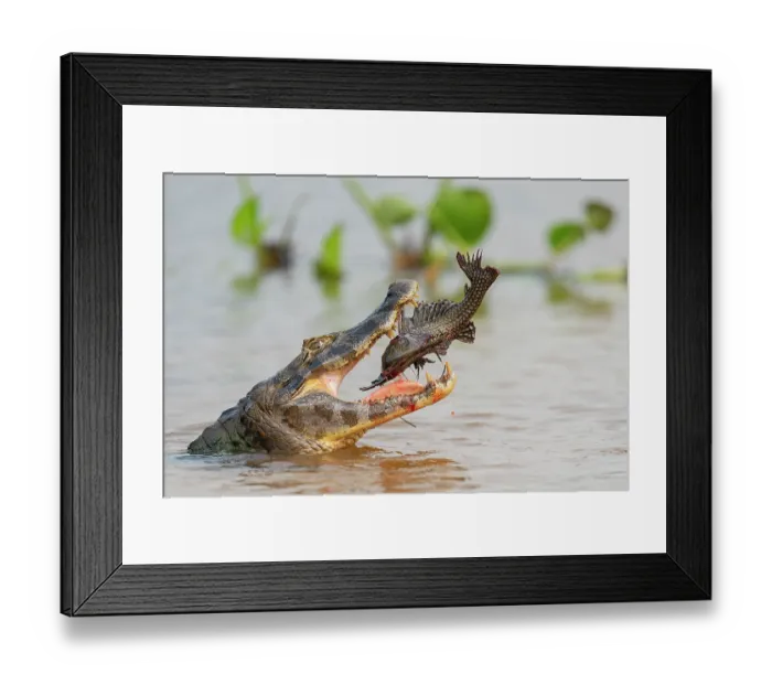Framed Print : Yacare caiman (Caiman yacare) in river swallowing Snow pleaco (Pterygoplichthys anisitsi) prey, Rio Cuiaba, Pantanal, Mato Grosso, Brazil Framed Print : Yacare caiman (Caiman yacare) in river swallowing Snow pleaco (Pterygoplichthys anisitsi) prey, Rio Cuiaba, Pantanal, Mato Grosso, Brazil