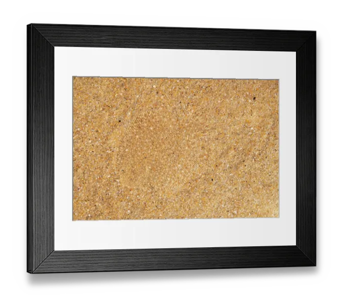 Framed Print : Brill (Scophthalmus rhombus) camouflaged on seabed, size 3cm, Portugal, Atlantic Ocean Framed Print : Brill (Scophthalmus rhombus) camouflaged on seabed, size 3cm, Portugal, Atlantic Ocean