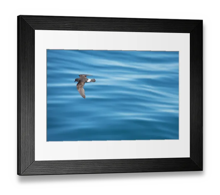Framed Print : European storm-petrel (Hydrobates pelagicus) in flight over calm sea, Portugal, Atlantic Ocean Framed Print : European storm-petrel (Hydrobates pelagicus) in flight over calm sea, Portugal, Atlantic Ocean