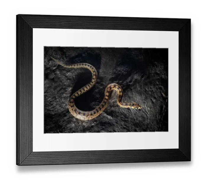 Framed Print : Ladder snake (Elaphe scalaris) juvenile, portrait, Portugal. April Framed Print : Ladder snake (Elaphe scalaris) juvenile, portrait, Portugal. April