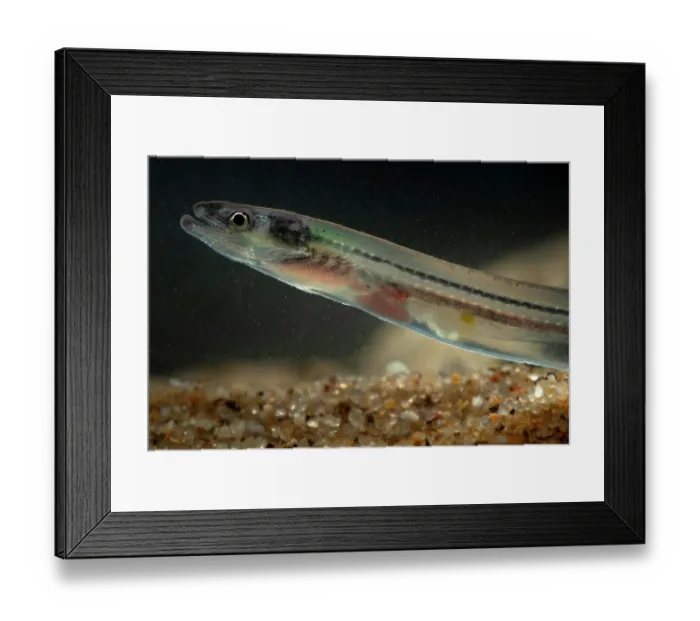 Framed Print : European eel (Anguilla anguilla) juvenile, head portrait, Portugal. November. Critically endangered Framed Print : European eel (Anguilla anguilla) juvenile, head portrait, Portugal. November. Critically endangered