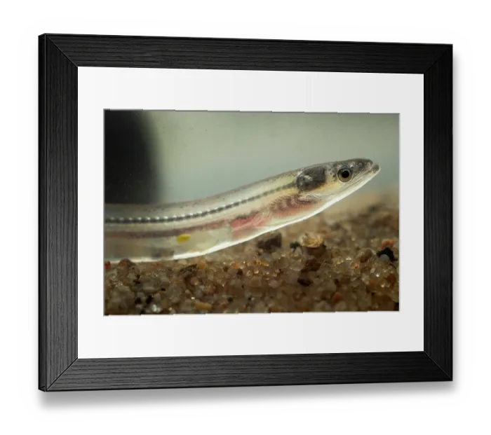 Framed Print : European eel (Anguilla anguilla) juvenile, head portrait, Portugal. November. Critically endangered Framed Print : European eel (Anguilla anguilla) juvenile, head portrait, Portugal. November. Critically endangered