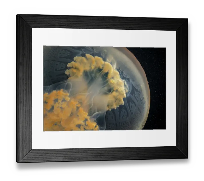 Framed Print : Jellyfish (Rhizostoma luteum) bell detail, Portugal, Atlantic Ocean Framed Print : Jellyfish (Rhizostoma luteum) bell detail, Portugal, Atlantic Ocean