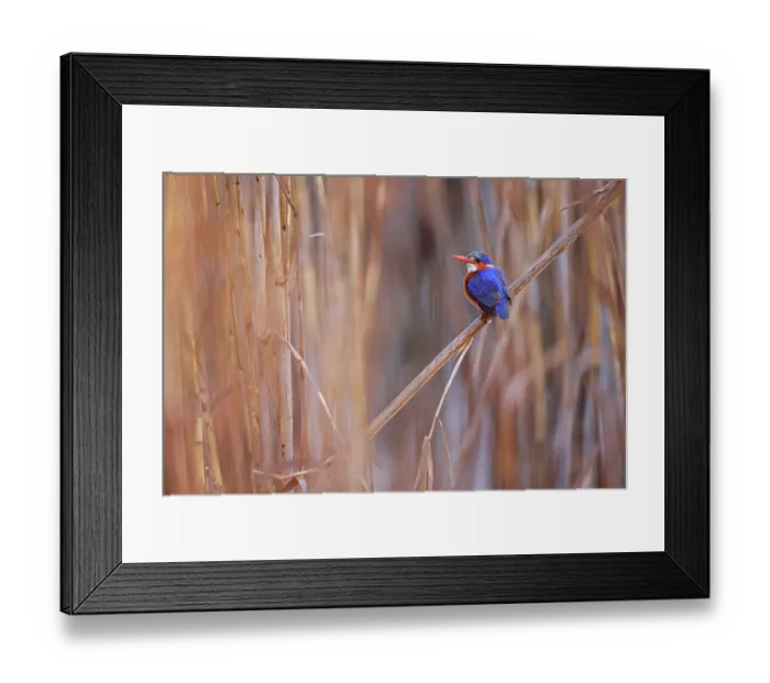 Framed Print : Malachite kingfisher (Corythornis cristatus) perched among reedbeds, Blagowan, KwaZulu Natal, South Africa Framed Print : Malachite kingfisher (Corythornis cristatus) perched among reedbeds, Blagowan, KwaZulu Natal, South Africa