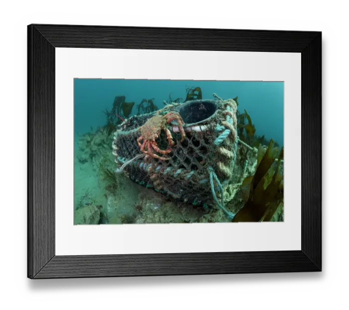 Framed Print : Spiney spider crab (Maja Brachydactyla) crawling on a creel fishing pot, Lizard Peninsula, Cornwall, UK, Atlantic Ocean. April Framed Print : Spiney spider crab (Maja Brachydactyla) crawling on a creel fishing pot, Lizard Peninsula, Cornwall, UK, Atlantic Ocean. April