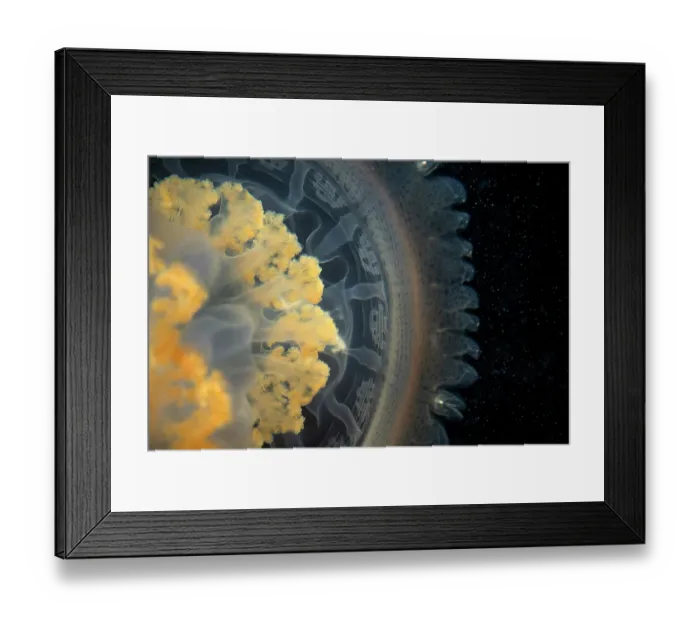 Framed Print : Jellyfish (Rhizostoma luteum) bell detail, Portugal, Atlantic Ocean Framed Print : Jellyfish (Rhizostoma luteum) bell detail, Portugal, Atlantic Ocean