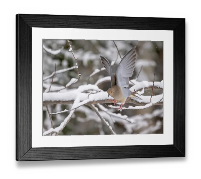 Framed Print : Mourning dove (Zenaida macroura) taking flight from snow covered branch, Acadia National Park, Maine, USA. December Framed Print : Mourning dove (Zenaida macroura) taking flight from snow covered branch, Acadia National Park, Maine, USA. December