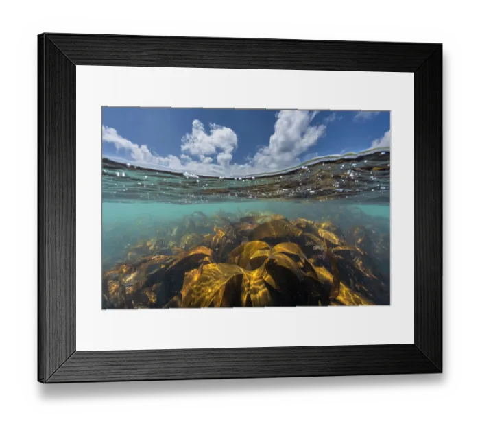 Framed Print : Split level view of Golden kelp (Laminaria ochroleuca) reflecting the sunlight under a blue sky, Falmouth, Cornwall, UK, English Channel. June