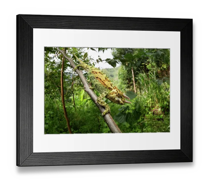 Framed Print : RF - Rwenzori three-horned chameleon (Trioceros johnstoni) sub-adult male, walking along branch, Rwenzori foothills, Uganda Framed Print : RF - Rwenzori three-horned chameleon (Trioceros johnstoni) sub-adult male, walking along branch, Rwenzori foothills, Uganda