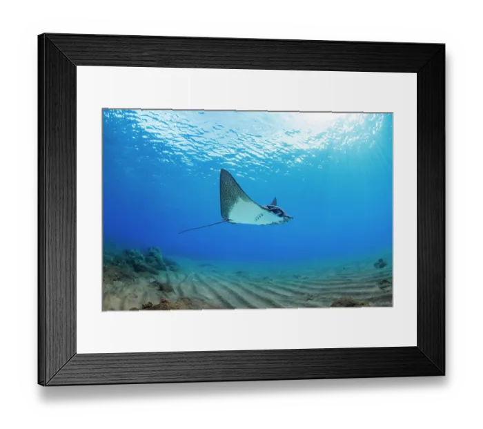 Framed Print : Spotted eagle ray (Aetobatus narinari) swimming over sandy seabed, Hawaii, Pacific Ocean Framed Print : Spotted eagle ray (Aetobatus narinari) swimming over sandy seabed, Hawaii, Pacific Ocean