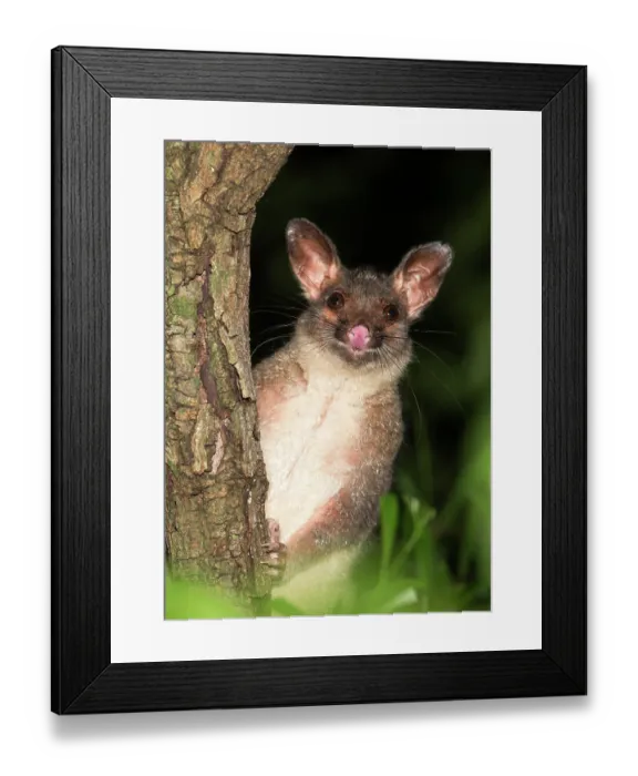 Framed Print : Northern brushtail possum (Trichosurus vulpecula arnhemensis) peering out from behind tree, Darwin, Northern Territory, Australia Framed Print : Northern brushtail possum (Trichosurus vulpecula arnhemensis) peering out from behind tree, Darwin, Northern Territory, Australia
