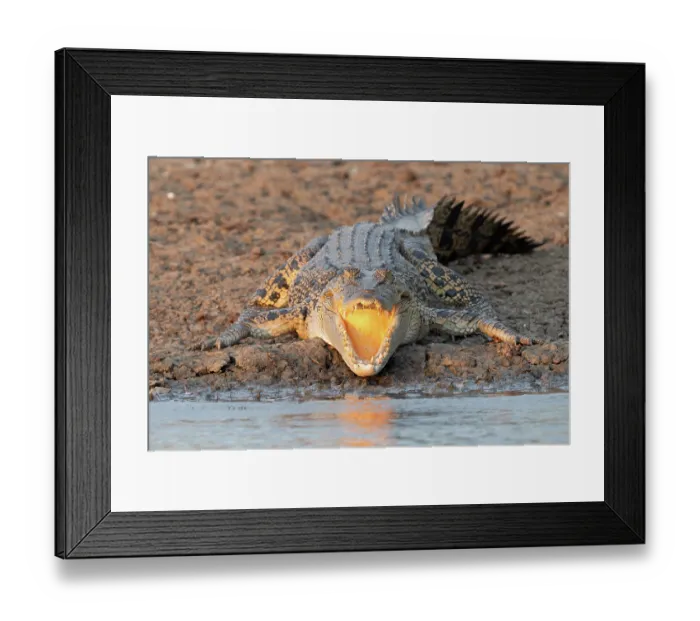 Framed Print : Saltwater crocodile (Crocodylus porosus) basking on mud banks of Corroboree billabong, Northern Territory, Australia Framed Print : Saltwater crocodile (Crocodylus porosus) basking on mud banks of Corroboree billabong, Northern Territory, Australia