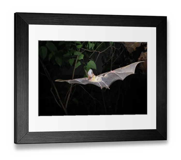 Framed Print : Ghost bat (Macroderma gigas) female hunting along a high escarpment at night, image captured using a Cognisys LiDAR sensor, Adelaide River Hills, Australia Framed Print : Ghost bat (Macroderma gigas) female hunting along a high escarpment at night, image captured using a Cognisys LiDAR sensor, Adelaide River Hills, Australia