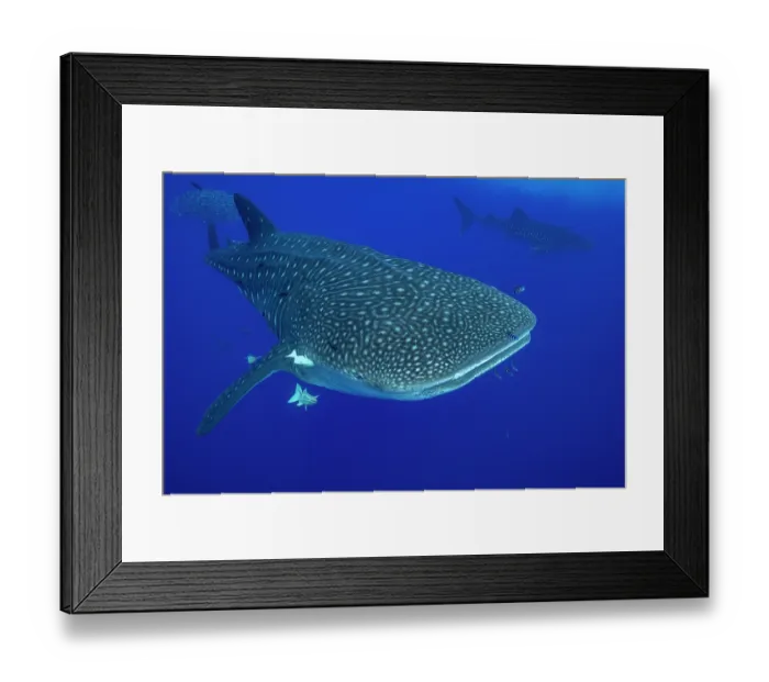 Framed Print : Whale shark (Rhincodon typus) portrait, Santa Maria, Azores, Atlantic Ocean. Endangered Framed Print : Whale shark (Rhincodon typus) portrait, Santa Maria, Azores, Atlantic Ocean. Endangered