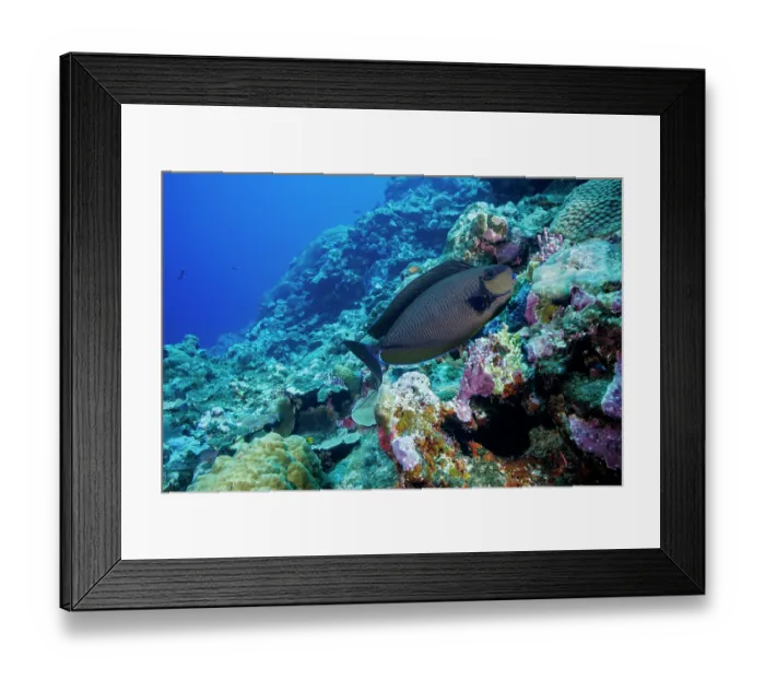 Framed Print : Bignose unicornfish (Naso vlamingii) approaching a cleaning station on a coral reef, Yap, Federated States of Micronesia, Pacific Ocean