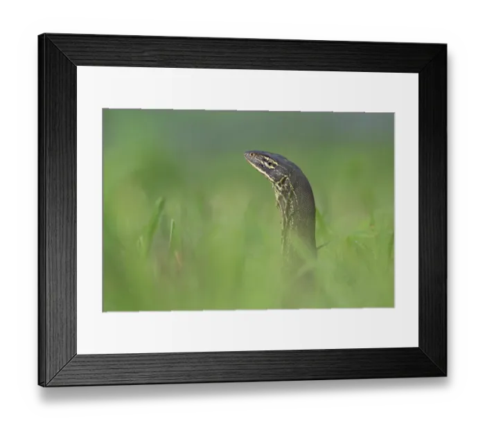 Framed Print : Yellow-spotted monitor (Varanus panoptes) peering up from long grass, Adelaide River floodplain, Northern Territory, Australia Framed Print : Yellow-spotted monitor (Varanus panoptes) peering up from long grass, Adelaide River floodplain, Northern Territory, Australia