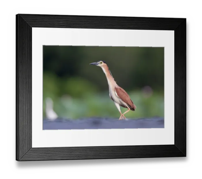 Framed Print : Nankeen night heron (Nycticorax caledonicus) wading in shallow water, Fogg Dam Conservation Reserve, Northern Territory, Australia Framed Print : Nankeen night heron (Nycticorax caledonicus) wading in shallow water, Fogg Dam Conservation Reserve, Northern Territory, Australia
