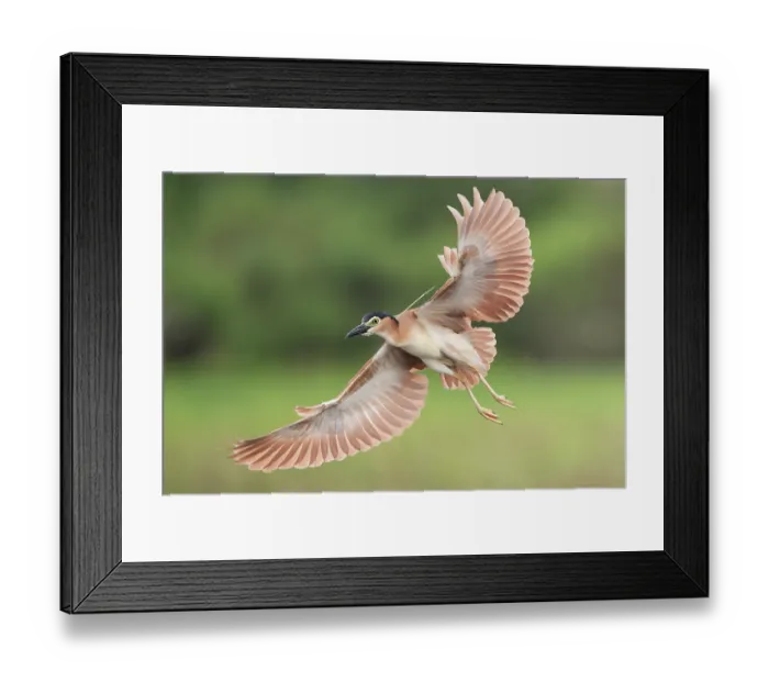 Framed Print : Nankeen night heron (Nycticorax caledonicus) in flight, Fogg Dam Conservation Reserve, Northern Territory, Australia Framed Print : Nankeen night heron (Nycticorax caledonicus) in flight, Fogg Dam Conservation Reserve, Northern Territory, Australia