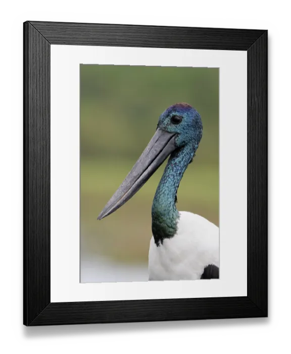 Framed Print : Black-necked stork (Ephippiorhynchus asiaticus) male, head portrait, Fogg Dam Conservation Reserve, Northern Territory, Australia Framed Print : Black-necked stork (Ephippiorhynchus asiaticus) male, head portrait, Fogg Dam Conservation Reserve, Northern Territory, Australia