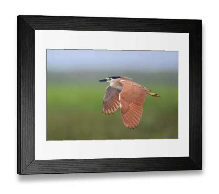 Framed Print : Nankeen night heron (Nycticorax caledonicus) in flight, Fogg Dam Conservation Reserve, Northern Territory, Australia Framed Print : Nankeen night heron (Nycticorax caledonicus) in flight, Fogg Dam Conservation Reserve, Northern Territory, Australia