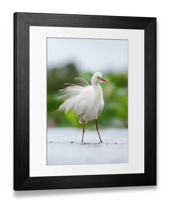 Framed Print : Intermediate egret (Ardea intermedia) a breeding adult standing in shallow water, Fogg Dam Conservation Reserve, Northern Territory, Australia