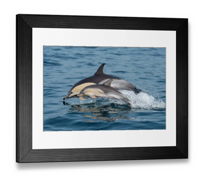 Framed Print : Common dolphins (Delphinus delphis) female and calf, porpoising, Portugal, Atlantic Ocean