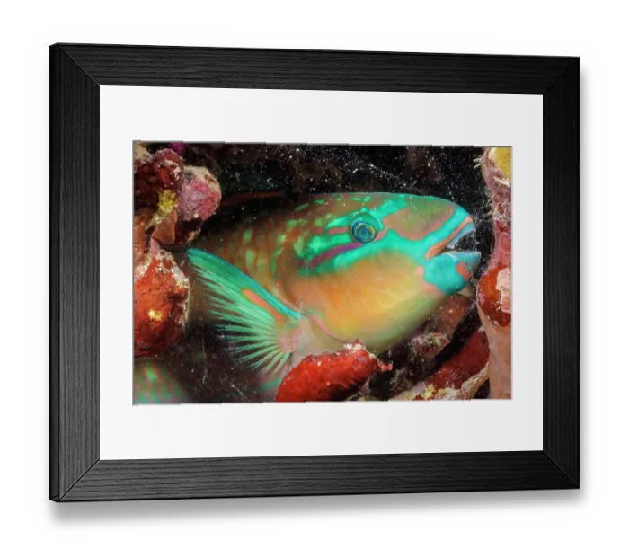 Framed Print : Tri-colour parrotfish (Scarus tricolor) resting on reef in a bubble of mucus it has secreted to protect it from predators at night, Yap, Federated States of Micronesia Framed Print : Tri-colour parrotfish (Scarus tricolor) resting on reef in a bubble of mucus it has secreted to protect it from predators at night, Yap, Federated States of Micronesia