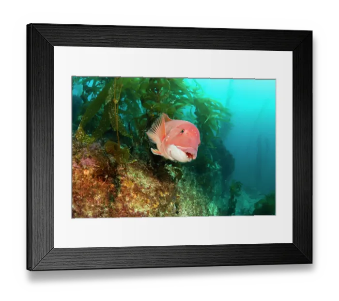 Framed Print : Sheephead (Semicossyphus pulcher) female, swimming through Giant kelp (Macrocystis pyrifera) forest, Santa Barbara Island, California, USA, Pacific Ocean Framed Print : Sheephead (Semicossyphus pulcher) female, swimming through Giant kelp (Macrocystis pyrifera) forest, Santa Barbara Island, California, USA, Pacific Ocean
