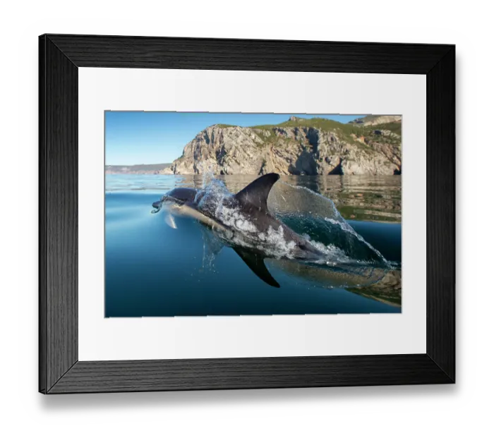 Framed Print : Common dolphin (Delphinus delphis) porpoising, near Sesimbra, Portugal, Atlantic Ocean Framed Print : Common dolphin (Delphinus delphis) porpoising, near Sesimbra, Portugal, Atlantic Ocean