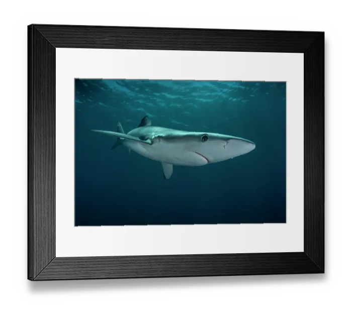 Framed Print : Blue shark (Prionace glauca) female, portrait, off the coast of Sesimbra, Portugal, Atlantic Ocean Framed Print : Blue shark (Prionace glauca) female, portrait, off the coast of Sesimbra, Portugal, Atlantic Ocean