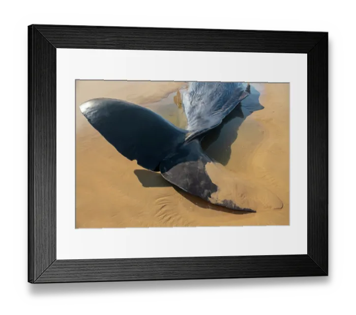 Framed Print : Sperm whale (Physeter macrocephalus) male, stranded on beach, tail detail, Fonte da Telha beach, Portugal. April Framed Print : Sperm whale (Physeter macrocephalus) male, stranded on beach, tail detail, Fonte da Telha beach, Portugal. April