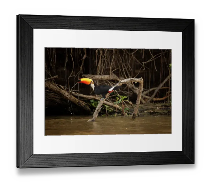 Framed Print : Toucan toco (Ramphastos toco) perched on branch, drinking from river, Cuiaba River, Pantanal, Brazil Framed Print : Toucan toco (Ramphastos toco) perched on branch, drinking from river, Cuiaba River, Pantanal, Brazil
