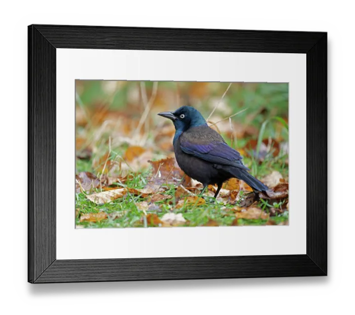 Framed Print : Common grackle (Quiscalus quiscula) male, standing on ground surrounded by fallen leaves, Acadia National Park, Maine, USA. October Framed Print : Common grackle (Quiscalus quiscula) male, standing on ground surrounded by fallen leaves, Acadia National Park, Maine, USA. October