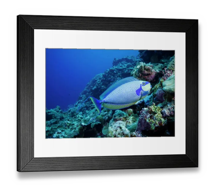 Framed Print : Bignose unicornfish (Naso vlamingii) displaying colour variation as it approaches a cleaning station on a coral reef Framed Print : Bignose unicornfish (Naso vlamingii) displaying colour variation as it approaches a cleaning station on a coral reef
