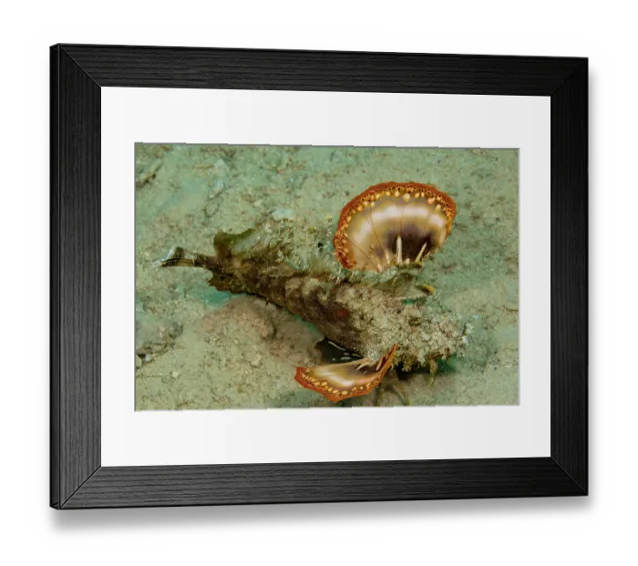 Framed Print : Spiny devilfish (Inimicus didactylus) moving over seabed, the colorful pectoral fins are only visible when the fish is moving, Philippines, Indo-Pacific