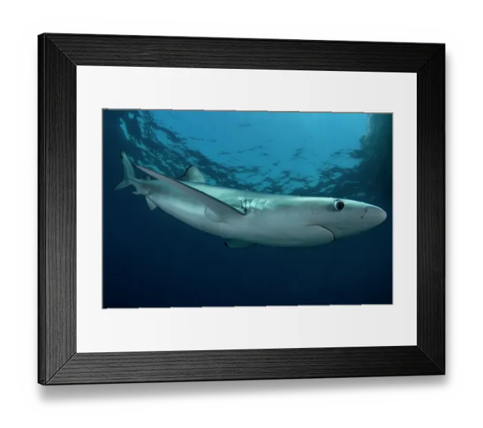 Framed Print : Blue shark (Prionace glauca) female, portrait, off the coast of Sesimbra, Portugal, Atlantic Ocean Framed Print : Blue shark (Prionace glauca) female, portrait, off the coast of Sesimbra, Portugal, Atlantic Ocean