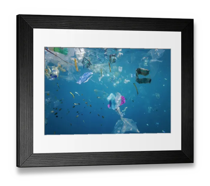 Framed Print : Shoal of Damselfish (Pomacentridae) juveniles, swimming around plastic bags and waste of various kinds in blue water off Baucau, The Democratic Republic of Timor-Leste Framed Print : Shoal of Damselfish (Pomacentridae) juveniles, swimming around plastic bags and waste of various kinds in blue water off Baucau, The Democratic Republic of Timor-Leste