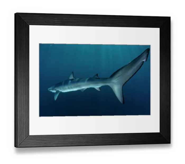 Framed Print : Blue shark (Prionace glauca) female, portrait, off the coast of Sesimbra, Portugal, Atlantic Ocean Framed Print : Blue shark (Prionace glauca) female, portrait, off the coast of Sesimbra, Portugal, Atlantic Ocean