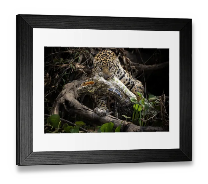 Framed Print : Jaguar (Panthera onca) female, hunting Caiman prey, Cuiaba River, Pantanal, Brazil Framed Print : Jaguar (Panthera onca) female, hunting Caiman prey, Cuiaba River, Pantanal, Brazil