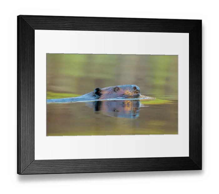 Framed Print : North American beaver (Castor canadensis) swimming at sunrise, Acadia National Park, Maine, USA. October Framed Print : North American beaver (Castor canadensis) swimming at sunrise, Acadia National Park, Maine, USA. October